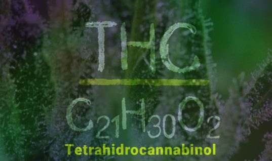 Thc, Tetrahidrocannabinol