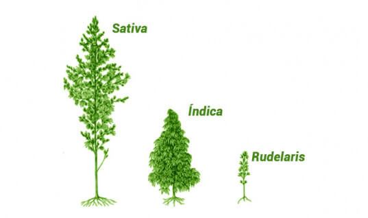 Diferentes tipos de cannabis